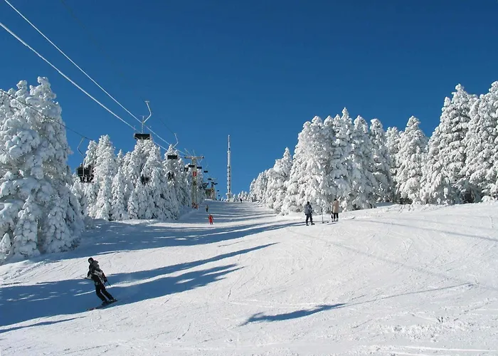 Snow Forest Bakuriani