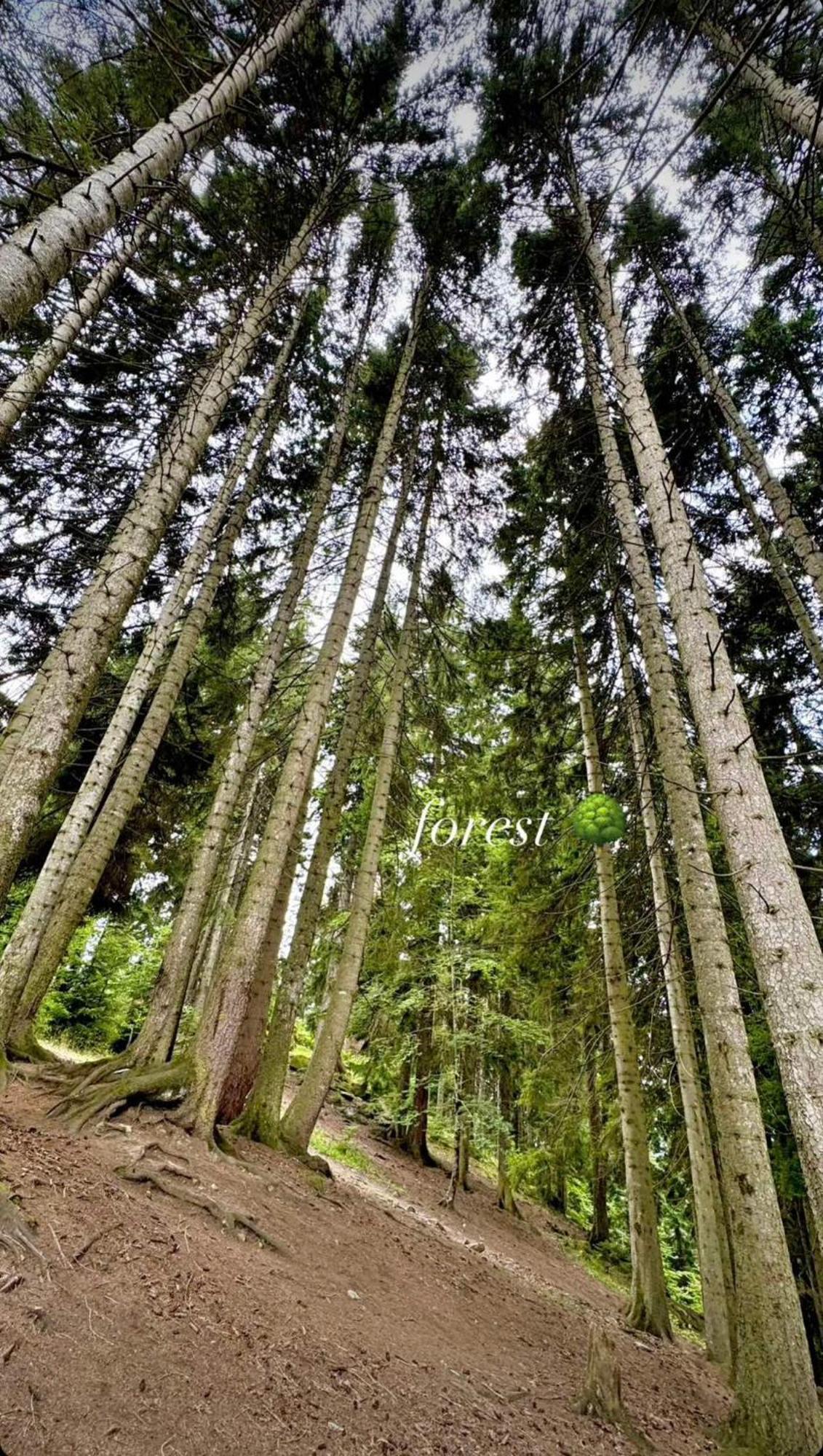 Snow Forest *
